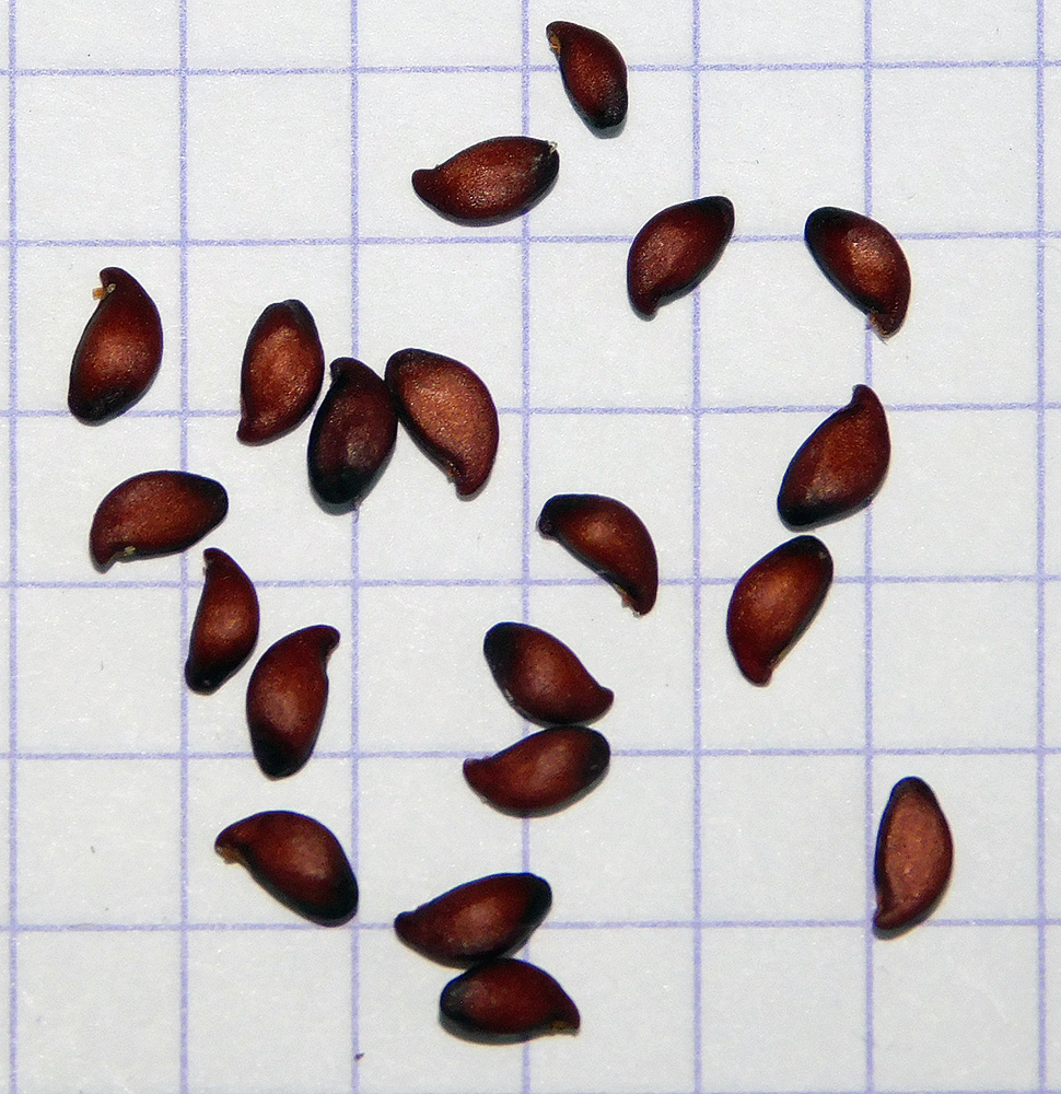 Image of Amelanchier ovalis specimen.