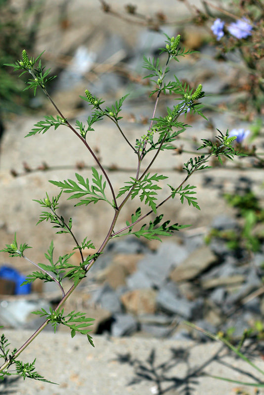 Изображение особи Ambrosia artemisiifolia.