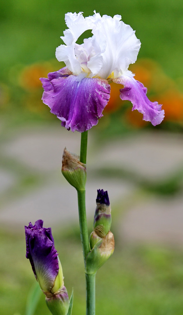 Изображение особи род Iris.