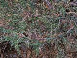 род Juniperus