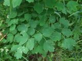 Thalictrum kemense