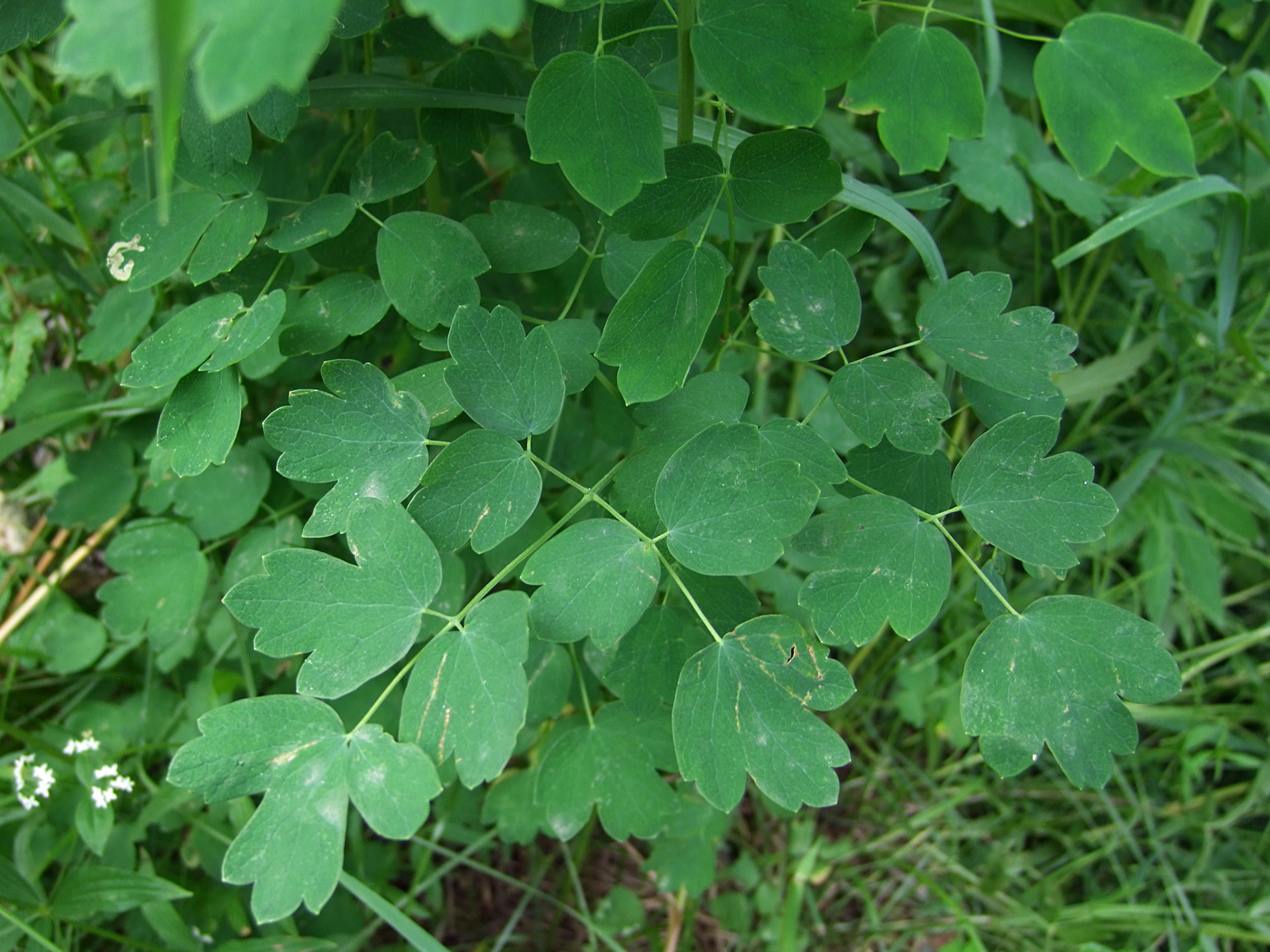 Image of Thalictrum kemense specimen.