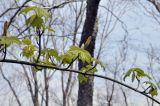 Acer tegmentosum. Часть ветви с распустившимися почками; видны молодые листья и катафиллы. Приморский край, Шкотовский р-н, окр. пос. Подъяпольск, склон приморской сопки, широколиственный лес. 03.05.2025.
