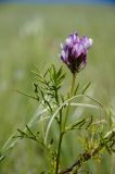 Astragalus oropolitanus. Верхушка цветущго побега. Оренбургская обл., Беляевский р-н, Донской сельсовет, степь. 28 мая 2024 г.