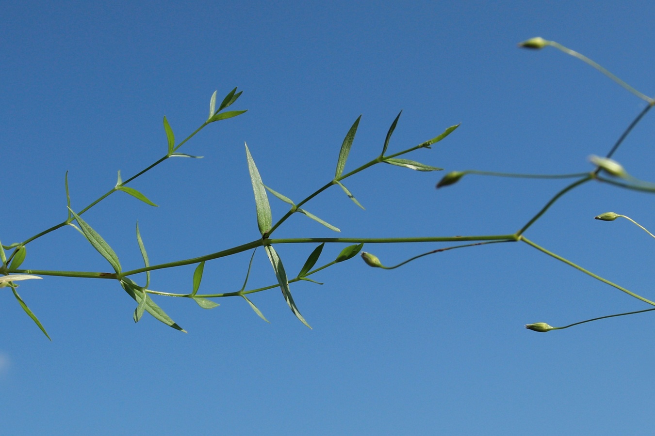 Image of Stellaria graminea specimen.