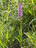 Gymnadenia conopsea. Цветущее растение. Карачаево-Черкесия, Домбай, гора Мусса-Ачитара, 2400 м н.у.м., на пологом склоне. 09.07.2015.