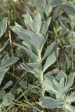 Euphorbia glareosa. Молодое растение (побег?). Крым, Бахчисарайский р-н, окр. Мангуп-Кале, гора Баба-Даг, плато, луговина. 01.06.2025.