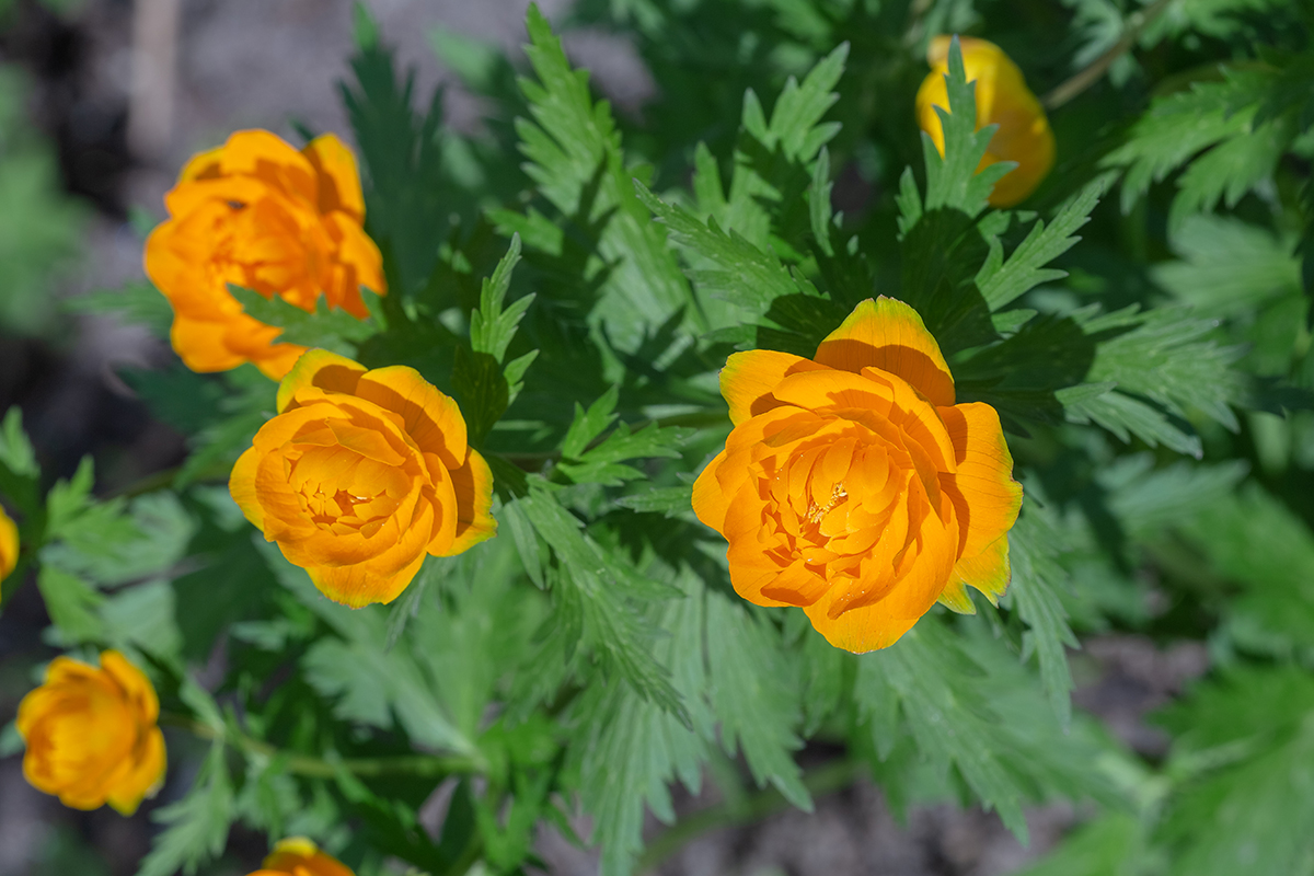 Image of Trollius asiaticus specimen.