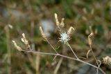 Centaurea diffusa. Верхушка растения с соцветиями. Республика Абхазия, окр. г. Сухум, р. Гумиста. 26.08.2009.