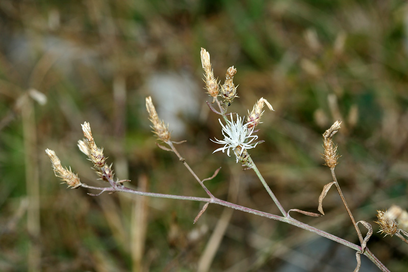 Изображение особи Centaurea diffusa.