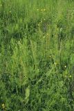 Listera ovata
