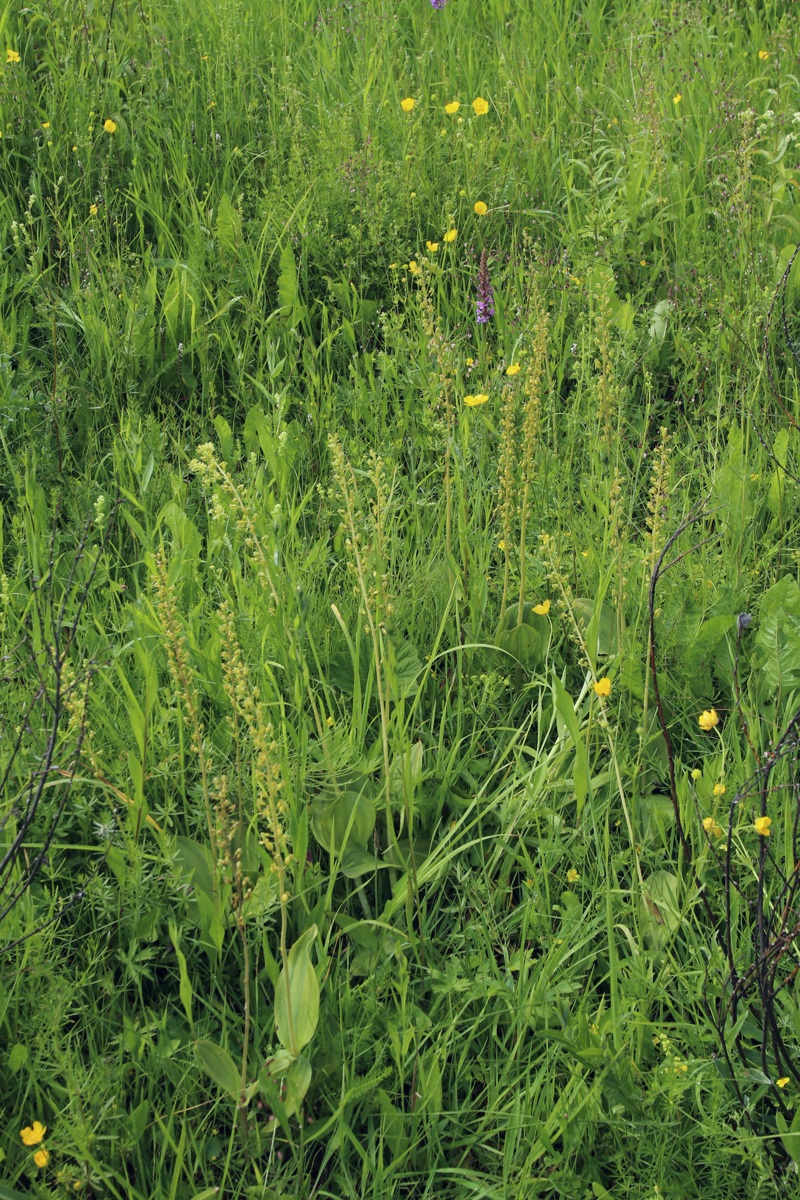 Image of Listera ovata specimen.