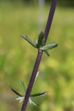 Eryngium planum