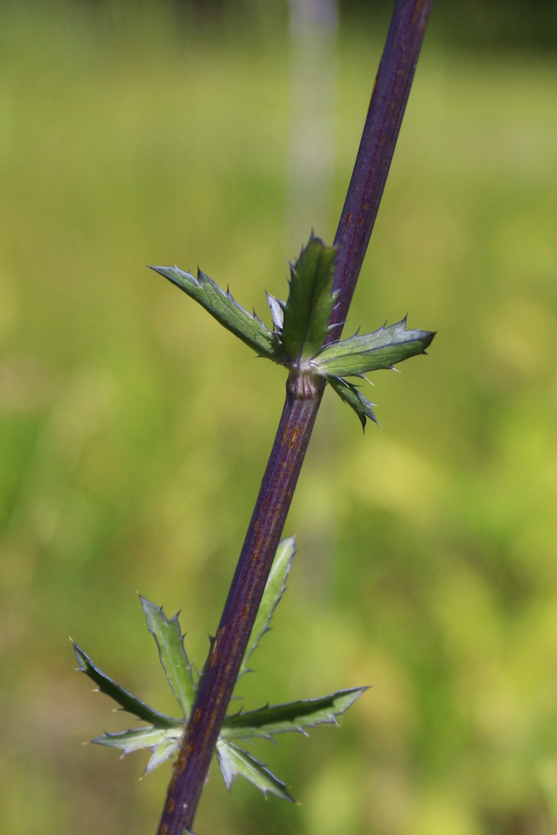 Изображение особи Eryngium planum.