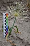 Allium baissunense. Цветущее растение с масштабной линейкой. Таджикистан, Хатлонская обл., Джиликульский р-н, запов. \"Тигровая балка\", окр. кордона \"Королевская дача\", песчаные наносы у подножия уступа третьей надпойменной террасы. 17 апреля 2025 г.