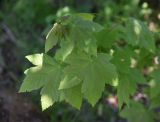 genus Acer. Листья. Турция, ил Ван, г. Ахлат, ок. старых мавзолеев, на старом кладбище. 21 мая 2025 г.