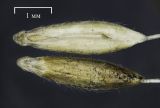Image of taxon representative. Author is Николай Мыльников