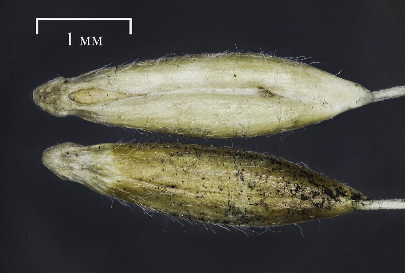 Image of Achnatherum virescens specimen.