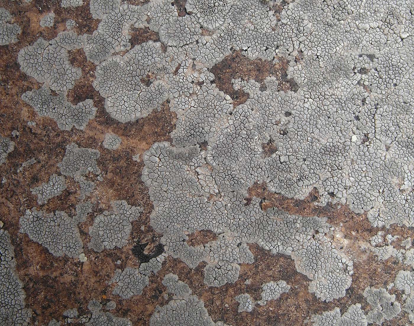 Image of Aspicilia fumosa specimen.