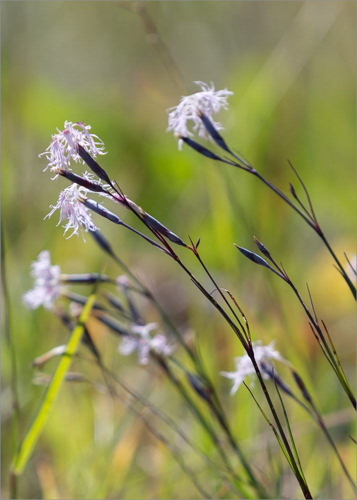 Изображение особи Dianthus superbus.