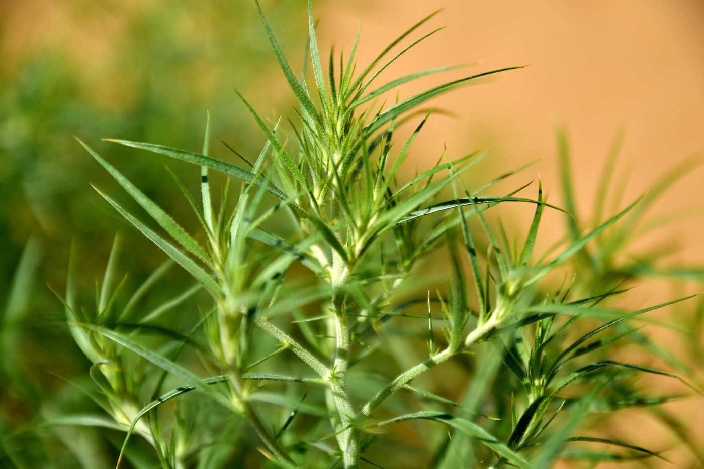Изображение особи Agriophyllum pungens.