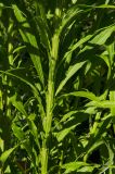 View full-size image Helenium autumnale