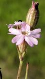 Silene aprica