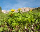 Trollius ranunculinus. Цветущее растение. Адыгея, Кавказский биосферный запов., ур. Яворова Поляна, ≈ 1600 м н.у.м., субальпийский луг. 12.06.2016.