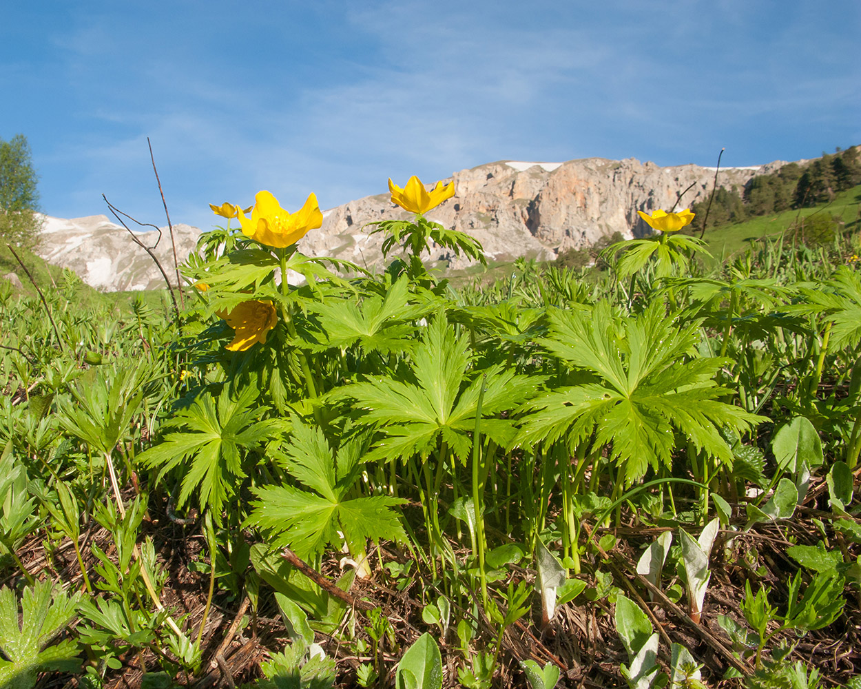 Image of Trollius ranunculinus specimen.