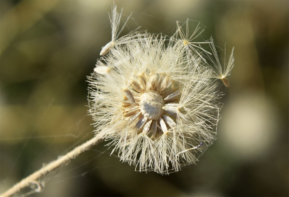 Image of Lachnophyllum gossypinum specimen.
