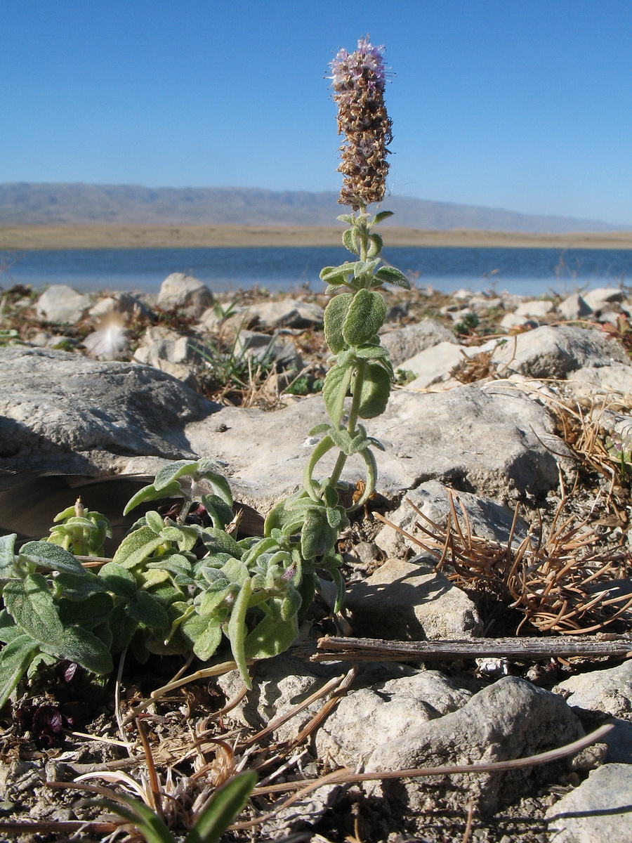 Image of Mentha asiatica specimen.
