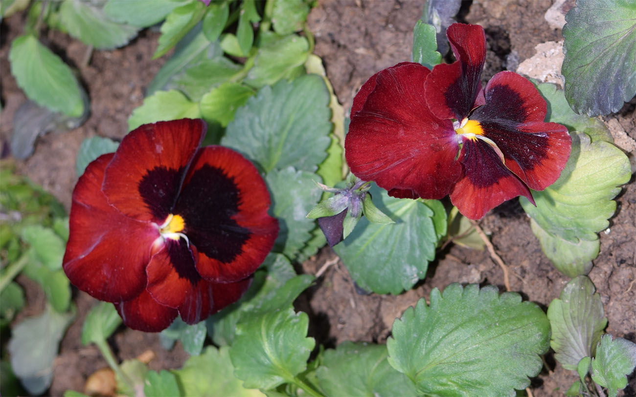 Image of Viola wittrockiana specimen.