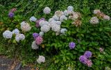 Hydrangea macrophylla