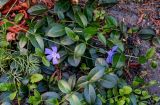 Vinca minor