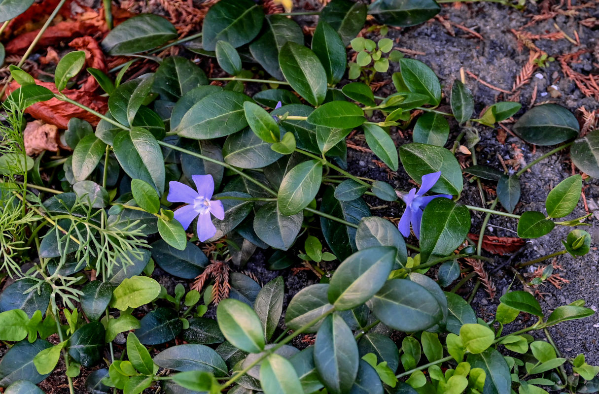 Image of Vinca minor specimen.