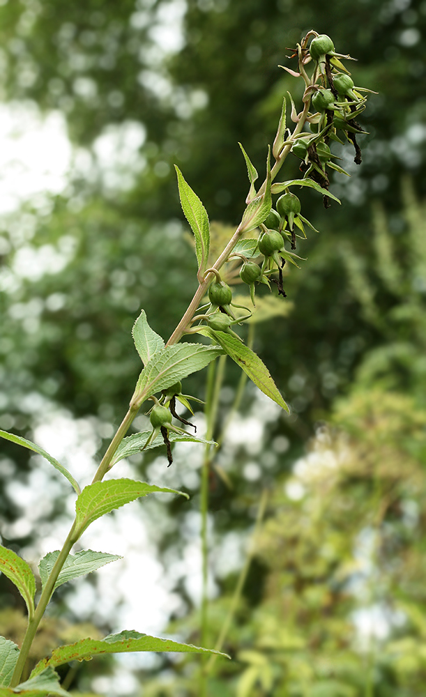 Изображение особи Campanula rapunculoides.