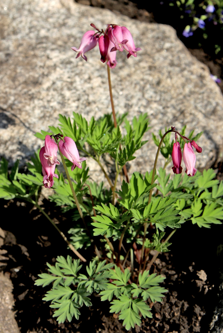 Изображение особи Dicentra formosa.