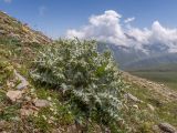 Cirsium balkharicum