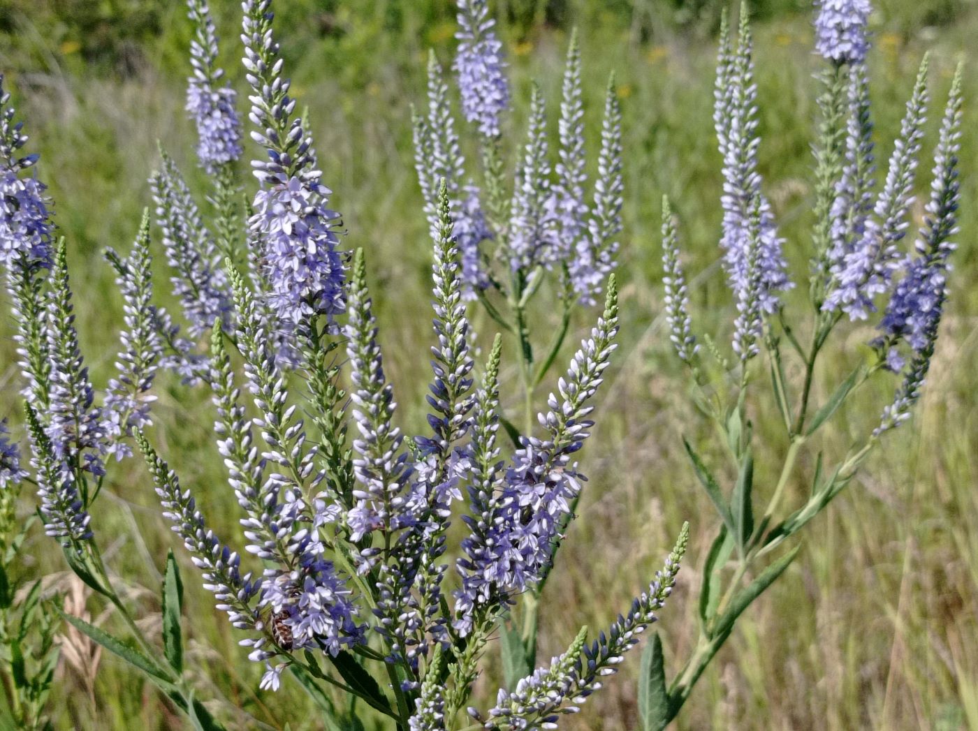 Image of Veronica spuria specimen.