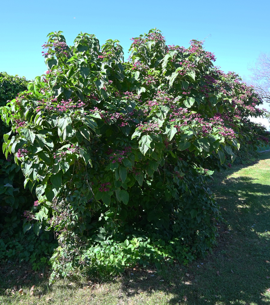 Изображение особи Clerodendrum trichotomum.