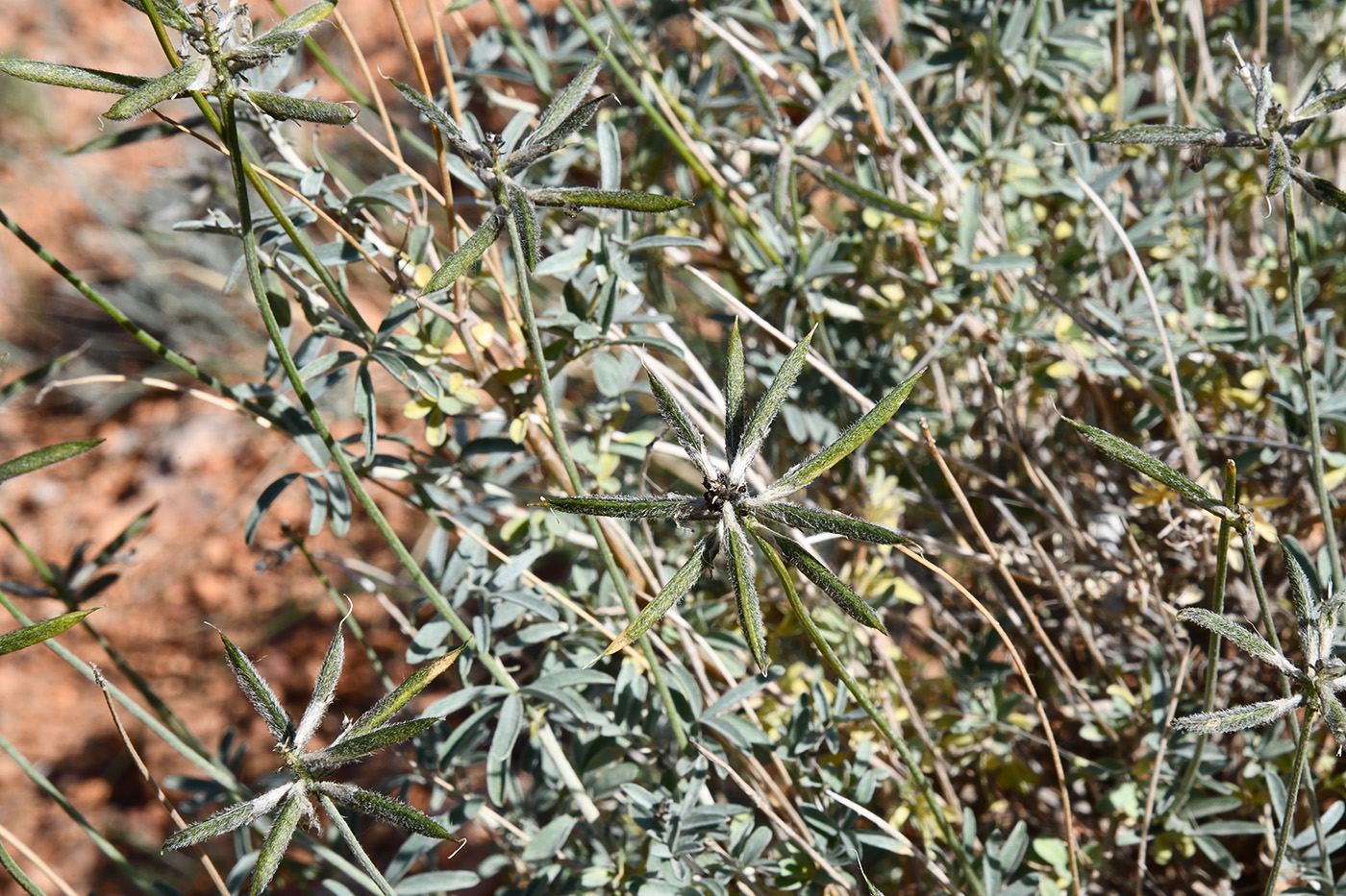 Image of genus Astragalus specimen.