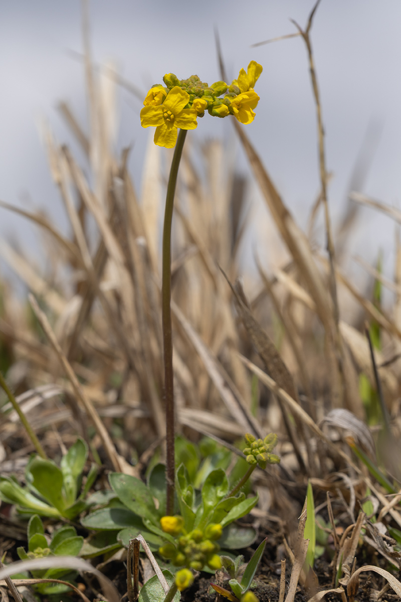 Image of Draba sibirica specimen.