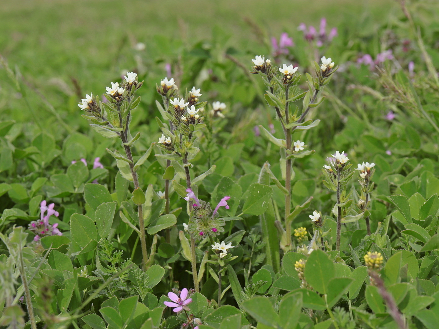 Image of Buglossoides rochelii specimen.
