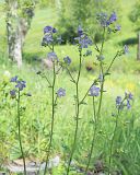 Polemonium caeruleum. Верхние части цветущих побегов. Ульяновская обл., Мелекесский р-н, окр. пос. Вишенка, Медвежий овраг, склон с северной экспозицией, луг с берёзовым редколесьем. 15.06.2024.