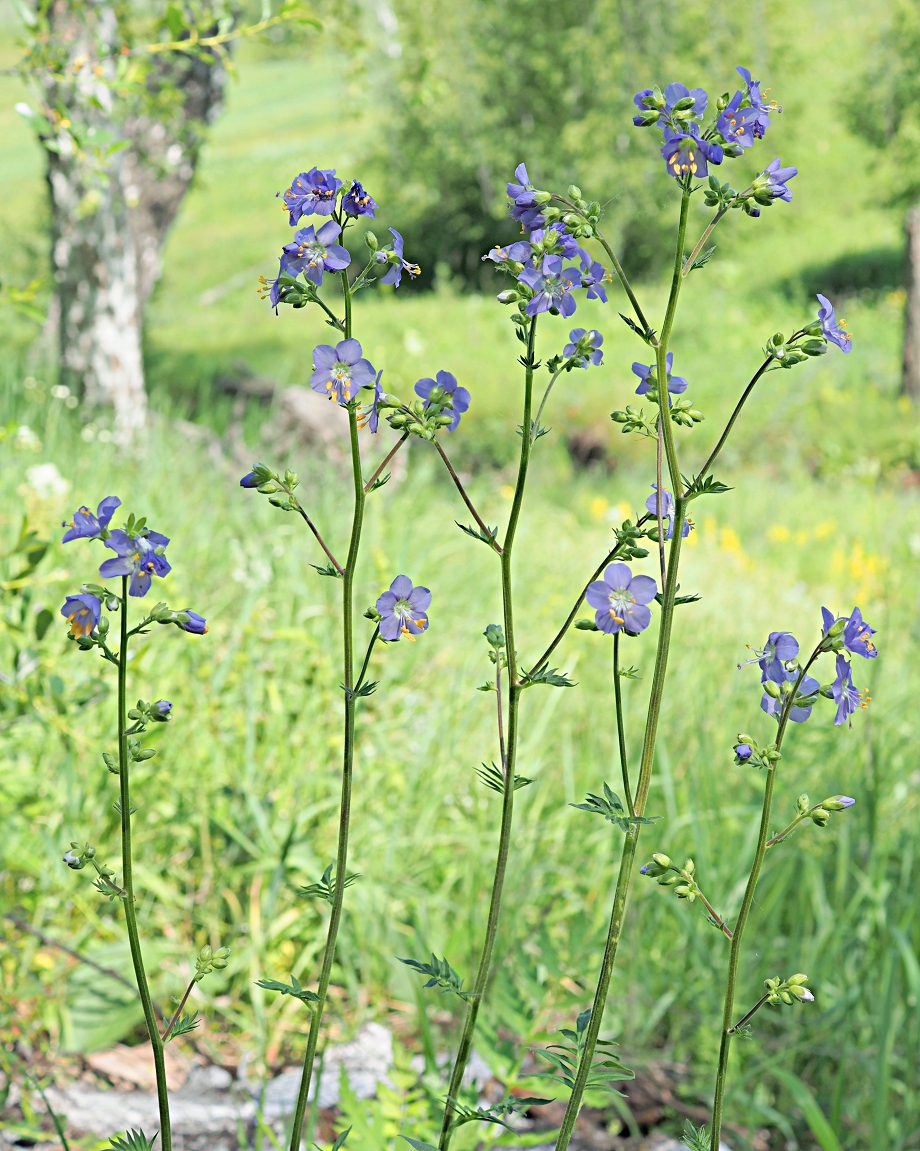 Image of Polemonium caeruleum specimen.