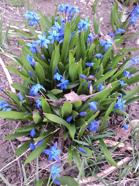 Image of Scilla siberica specimen.