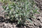 Nepeta parviflora. Отрастающие молодые побеги. ЛНР, г. Луганск, балка Калмыцкий яр, склон юго-в. экспозиции, петрофитная степь. 06.04.2026.