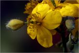 Chelidonium majus. Цветок и бутоны. Московская обл., Раменский р-н, окр. дер. Хрипань, садовый участок. 14.05.2026.