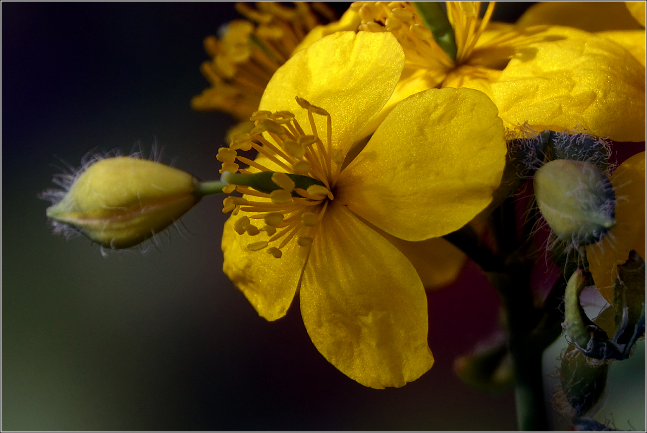 Image of Chelidonium majus specimen.