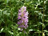 genus Platanthera. Любка крупноцветковая. Platanthera grandiflora. В природе. Галифакс 26.07.2010.